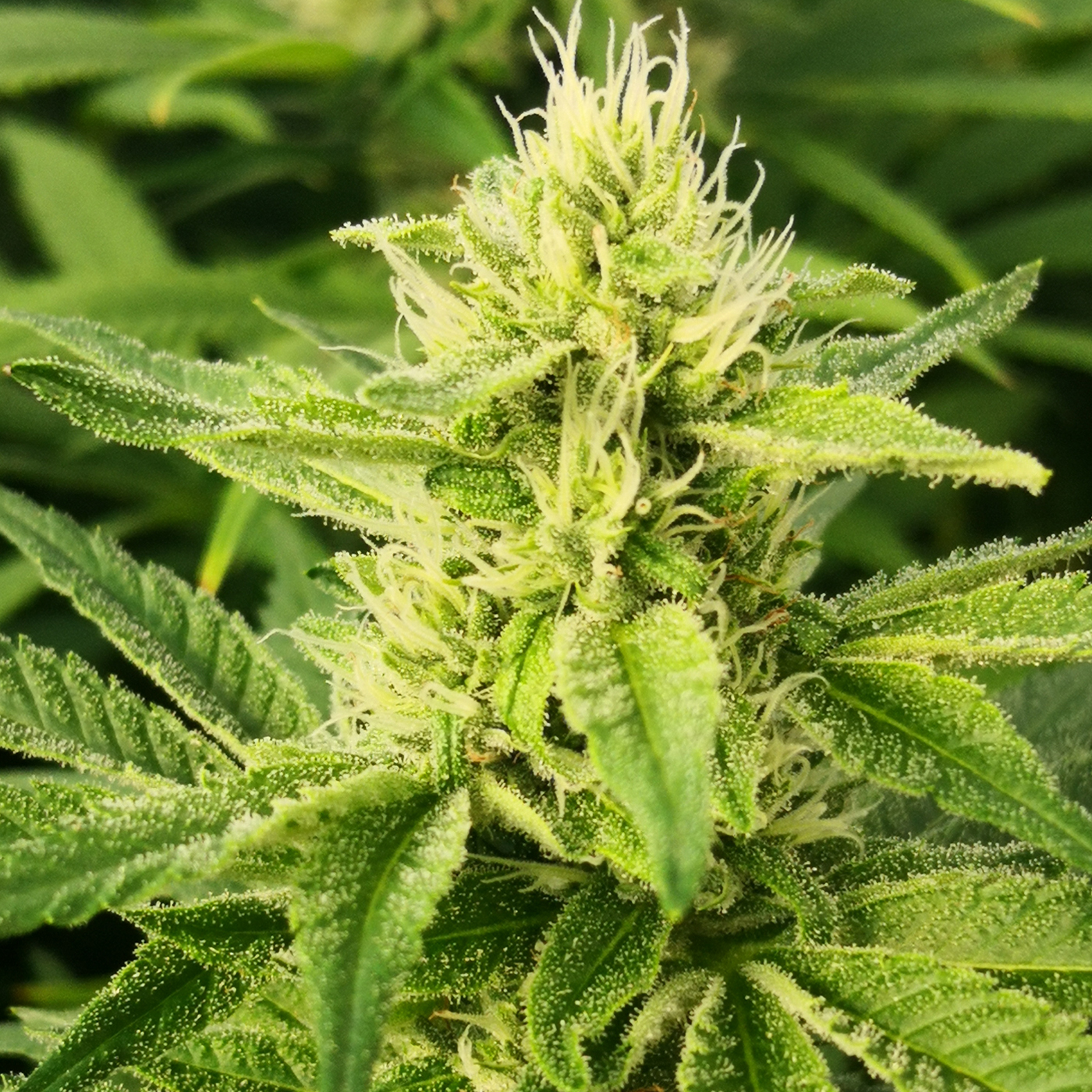ww wellweedhome 02